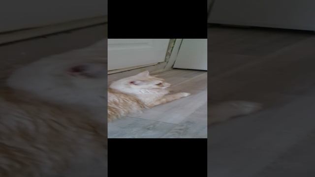 мои коты