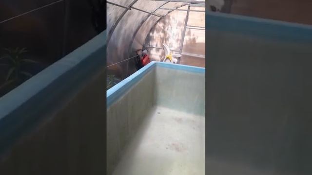 Бассейн в теплице