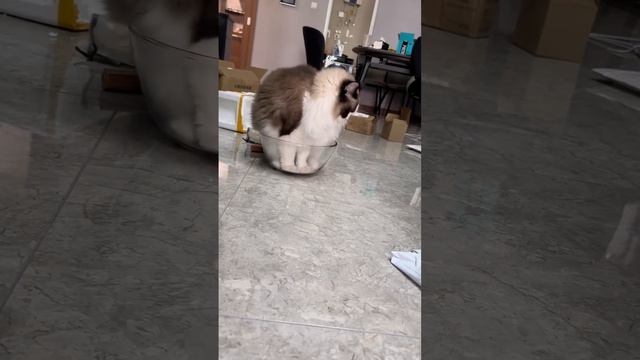 Коты это жидкость.