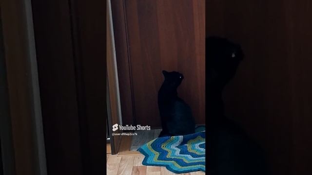 Котик хочет погулять,
Что у нас весна опять?
