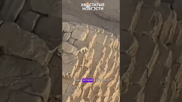 На вершине самой большой пирамиды обнаружили собаку