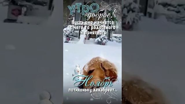 смешные собачки 🐶