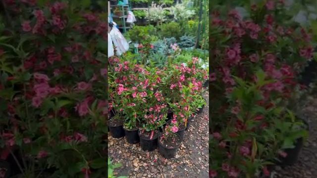 VID-20241129-WA0003