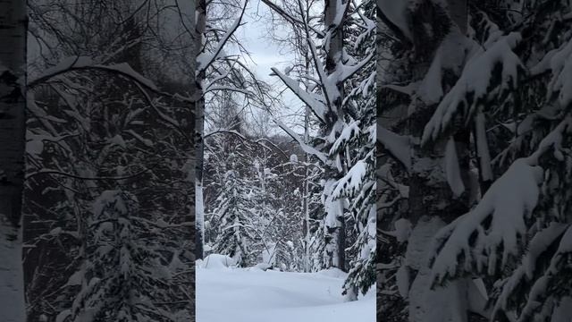 Прогулки по черновой тайге Салаирского кряжа. Скоро выпуск