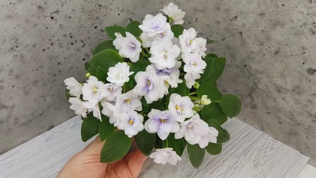 Фиалка трейлер ЛЕ-Крошка Смурф