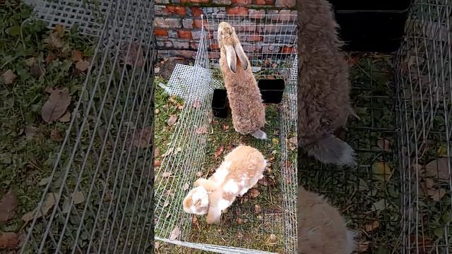 Настроение #rabbitfood #bunny #rabbitry #animals #rabbit #cute #rabbitfarming #кролики #rabbitbreeds