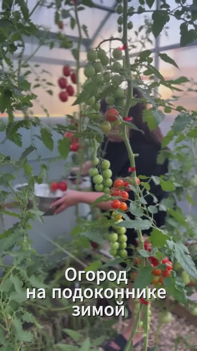 Огород на подоконнике зимой - что выращивать #томаты #shorts