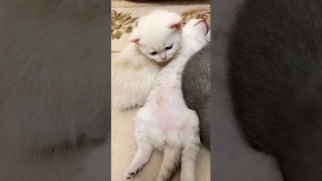 Котятам кошки Кайли 24 дня.