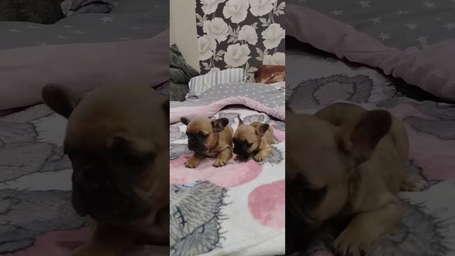 petal_20241129_090335.mp4