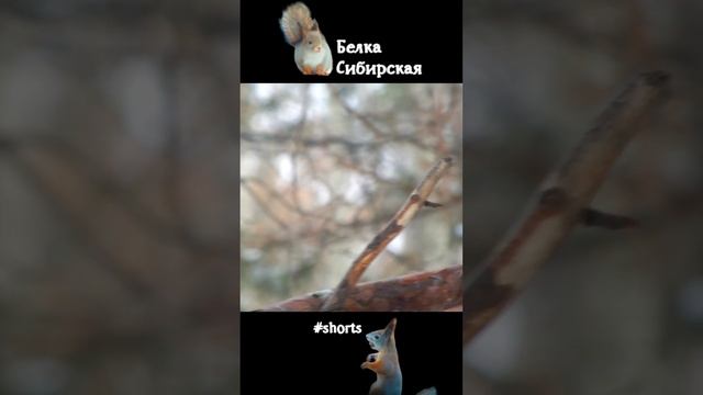 Синица замедленно улетает