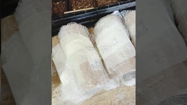 Распаковка посылки с растениями
#распаковкапосылки