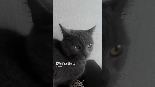 величественный кот
