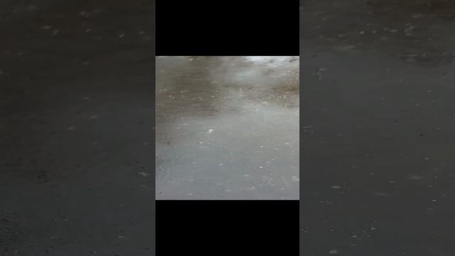 гуляем с Якуром 2