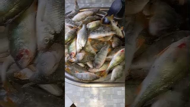 Очередная рыбалка на окуня.