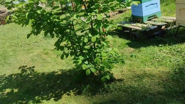 обработка ульев для здоровья пчел, также экологические средства от клеща и муравьев.