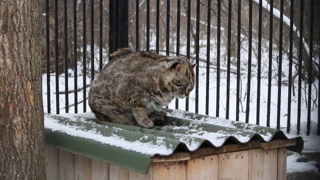 Дальневосточный котик отдыхает 18.11.2024