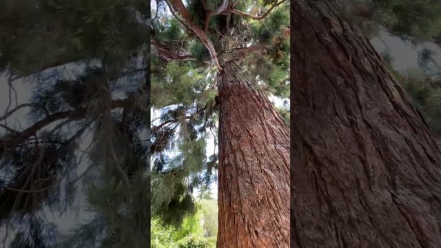 Секвойядендрон гигантский в Алуште