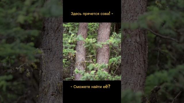 Тест на внимательность