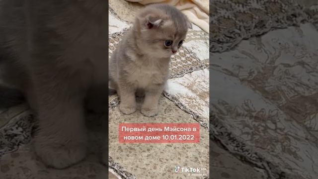 scene_output.mp4