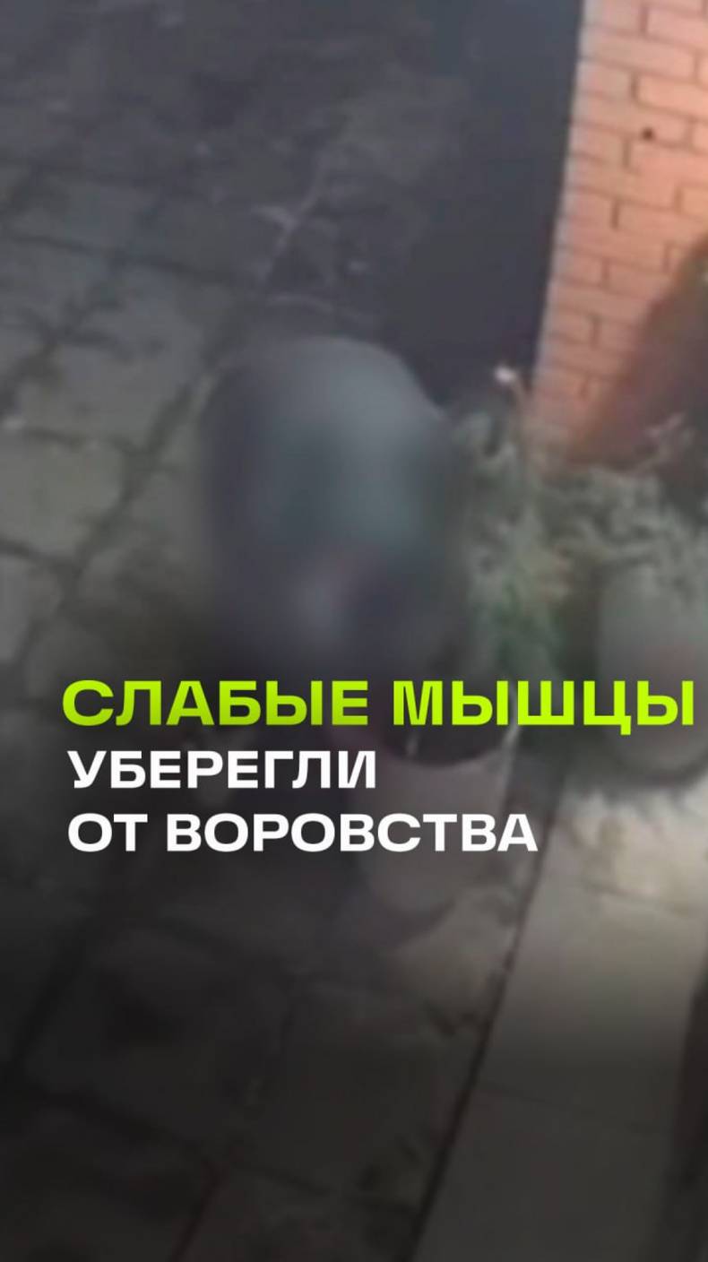 Елочный вор обнаружен в Лобне: но кража не удалась из-за слабых мышц