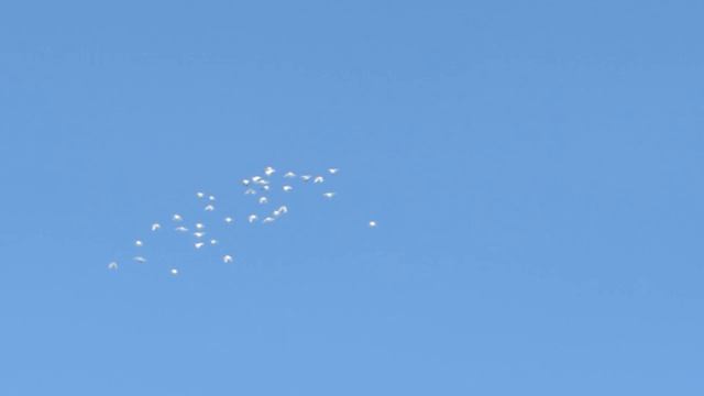 Лётные голуби 6