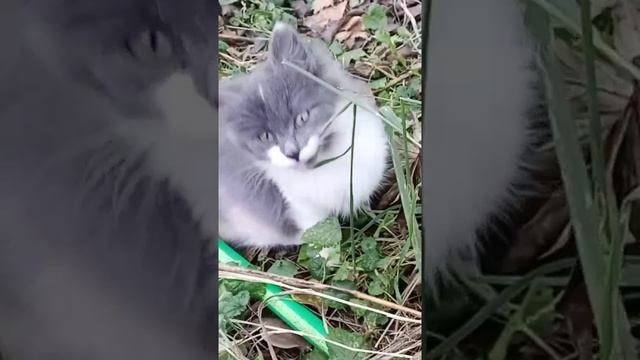 котята