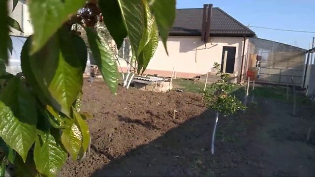 Весеннее утро в станице