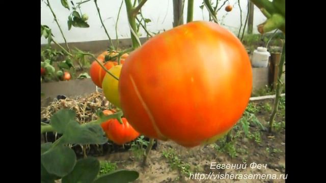 Сорт помидора "Шунтунский великан".