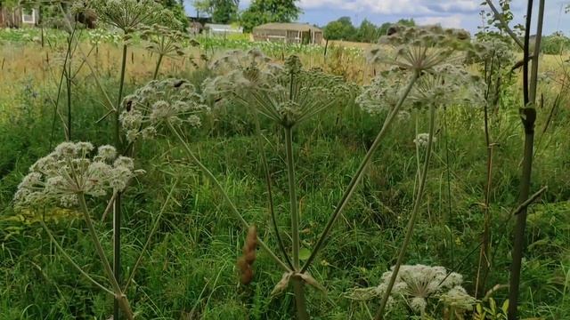 вот с таких еще трав собирают пчелы пыльцу и нектар на Северо-западе