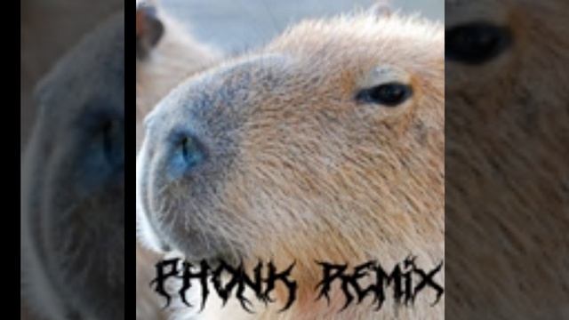 капибара /фонк ремикс-fonk remix/