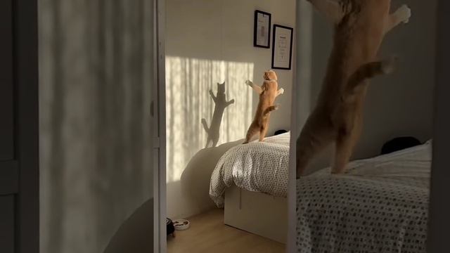 Человек не понимает порой, что это игра теней, и всегда - игра разума его собственных заблуждений!