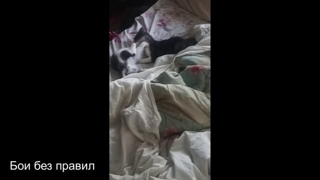 Бои без правил 2