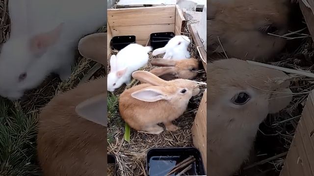 Кролики. Едоки. #rabbitry #animals #rabbit #cute #rabbitfarming #cuteanimals #bunny #rabbitbreeds