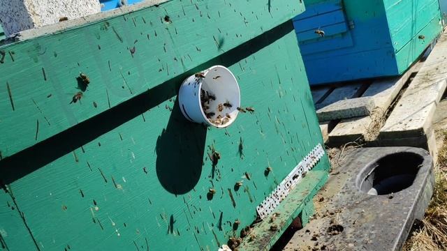 снова пришло тепло, начинает цвести ива.