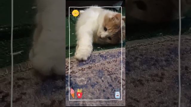 кошка печенька взяла карандаш ✏️✏️✏️! ! ! ! !