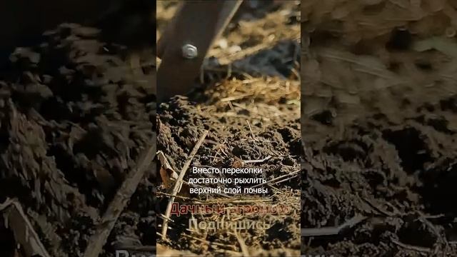 Всегда делаю перед зимой и ВСЕГДА С УРОЖАЕМ
