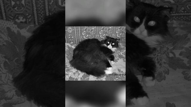 «Видео_ Красивые котики на ваших фото. Ноябрь 2017г.».  [Ролик сделан Яндекс Диском.