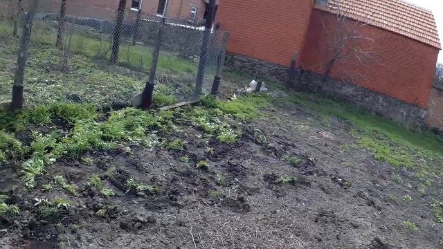 ЖИВЕМ В ДЕРЕВНЕ!!СОШЛИ СНЕГА,,ПРОШЛИ ДОЖДИ,МЫ НА БОРЬБУ С ТРАВОЙ ПРИШЛИ!!!Деревенскиё влог