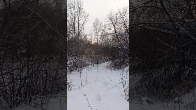 собачки