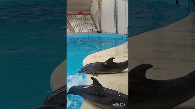 Дельфинячий вертолет 🐬😁