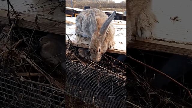 Кролики. На воле. #кролики #bunny #rabbitry #animals #rabbitfarming #cute #pets #cuteanimals