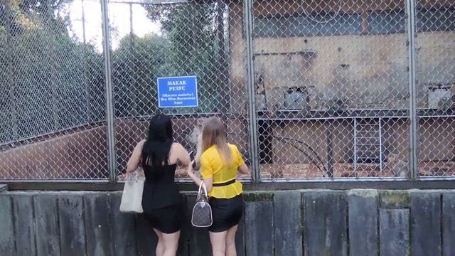 Русо туристо в обезьяннике. Russian tourists