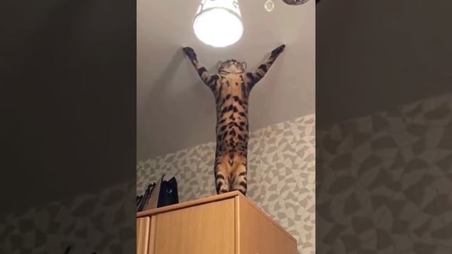 Атлант держит небосвод)))
