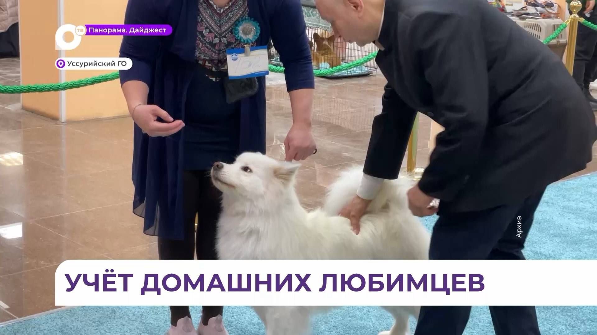 Льготное чипирование и регистрация домашних животных доступно для жителей Приморья