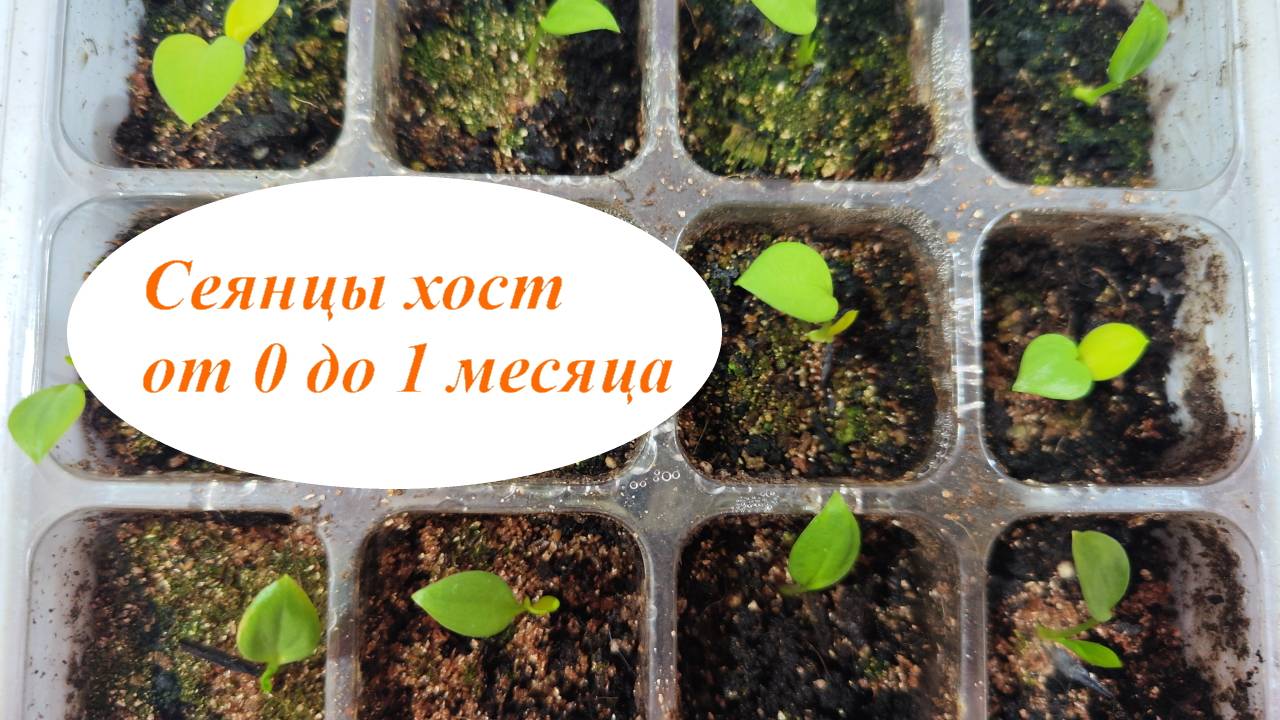 Посев хост 27.10.24г. от 0 до 1 месяца