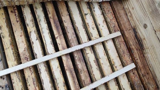 начало зимовки пчел