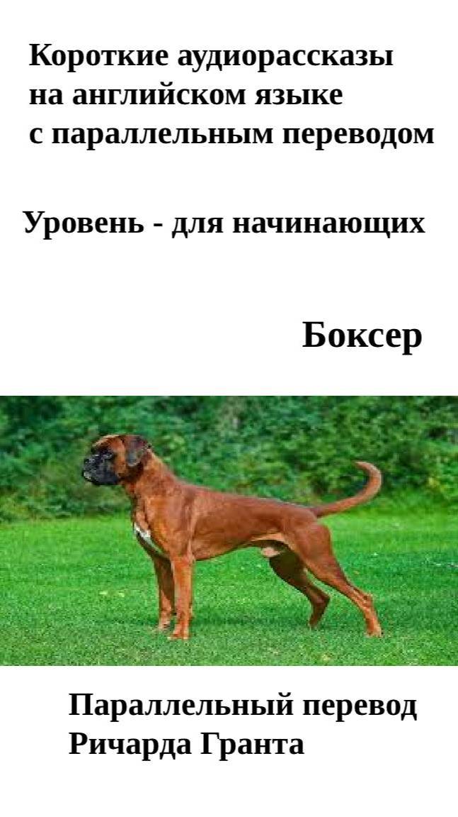 Боксер