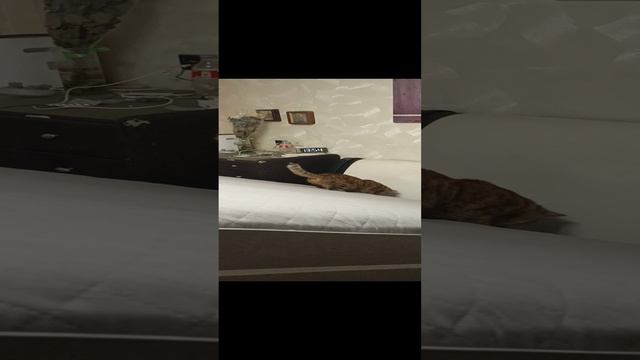 Сильвуша делает генеральную уборку