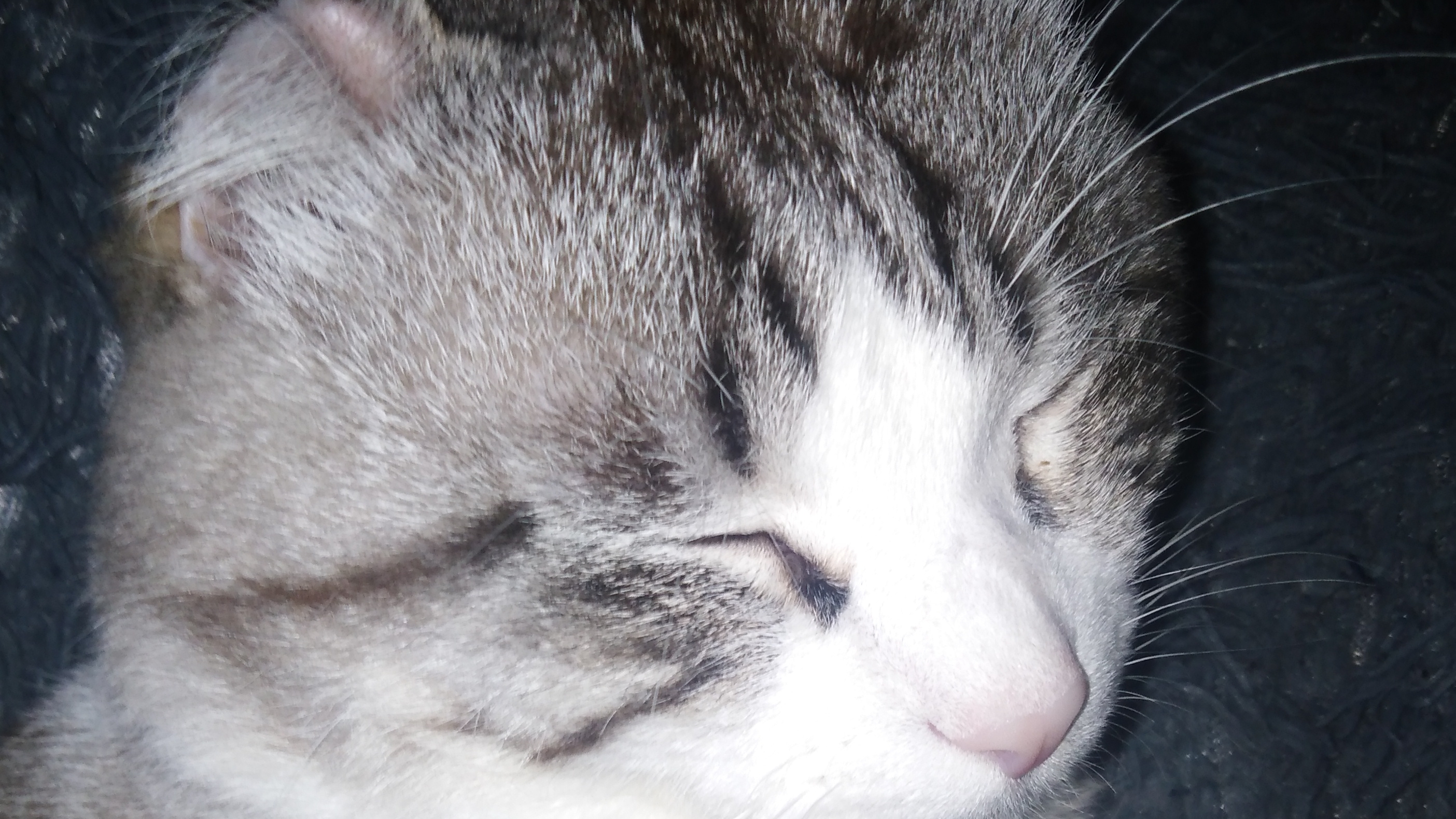 Котик