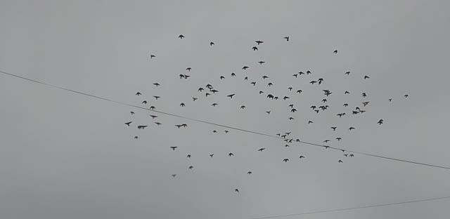Полёт птиц
